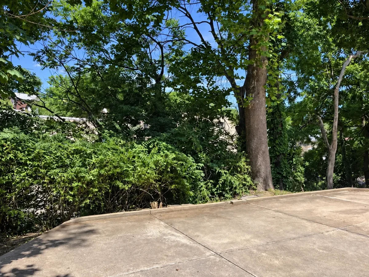 Driveway Overgrowth & Vegetation Cleanup